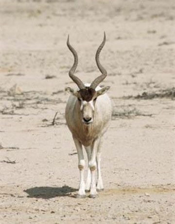 addax-bioparco-roma addax bioparco roma
