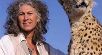 Animali: ghepardi salvati da cani pastore in Namibia