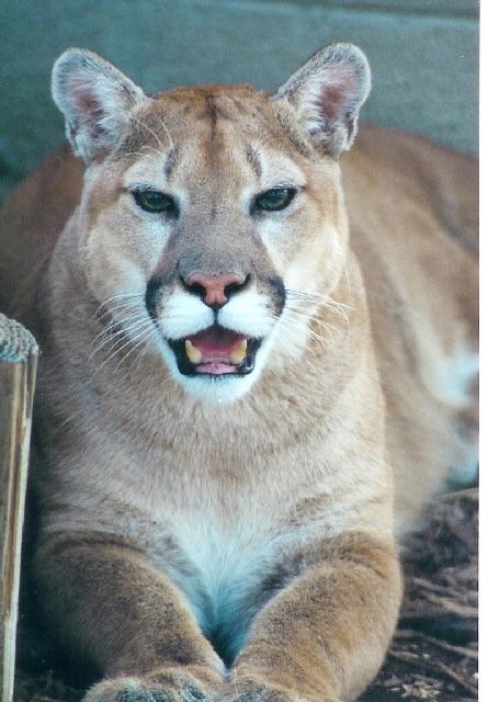 animali-puma animali puma