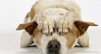 Botti Capodanno: come ritrovare il cane scappato di casa