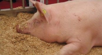 Diossina: carne di maiale contaminata, stop alle importazioni