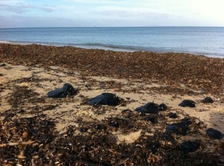 disastro ambientale porto torres inquinamento ecosistema