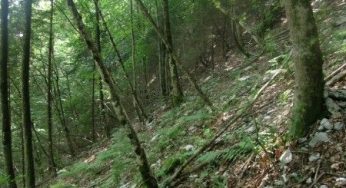 Foreste: in Italia grande patrimonio ambientale
