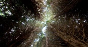 Natura: no alla vendita delle foreste in Inghilterra