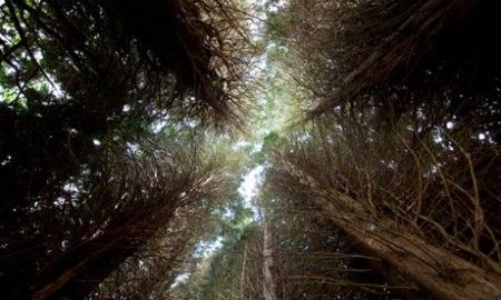 natura-foreste natura foreste