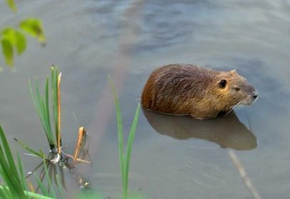 nutria-lav nutria lav
