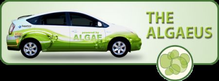 algaeus alghe