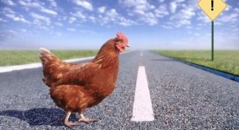Animali selvatici: la caccia ne ferisce meno delle auto