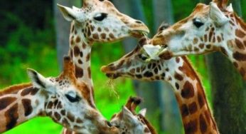 Animali allo zoo: bassa sicurezza nell'UE