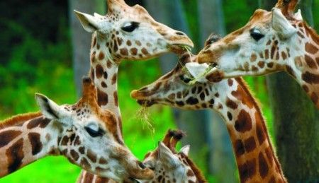 animali-zoo-condizioni-ue