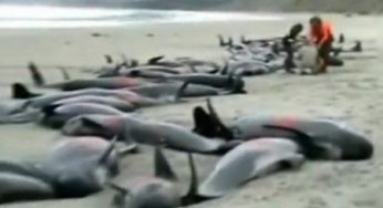 Balene spiaggiate: 107 esemplari morti in Nuova Zelanda