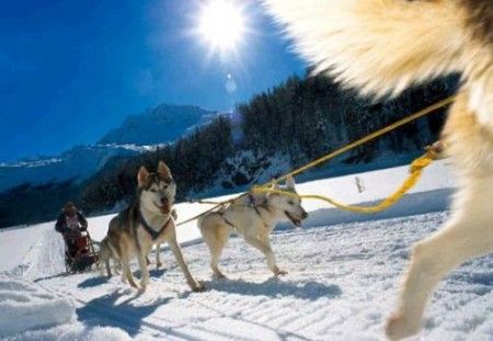 cani-husky cani husky