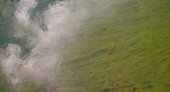 Carburanti ecologici: le alghe sostituiranno il petrolio?