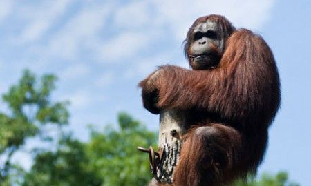 deforestazione-orangutan-estinzione deforestazione orangutan estinzione