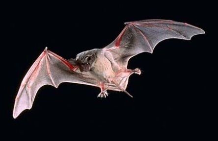 pipistrelli-orecchie pipistrelli orecchie