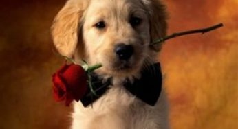 San Valentino 2011: idea regalo più bella? L'adozione a distanza di un cane