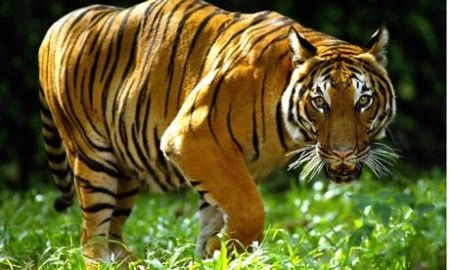 tigre-malesia tigre malesia