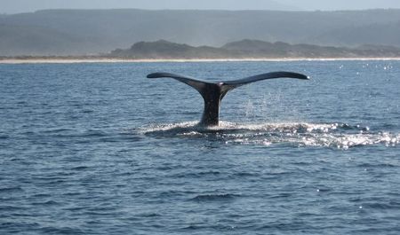 tutela animali reazioni stop caccia balene