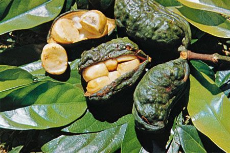 afrodisiaci-green-ginseng-zafferano afrodisiaci green ginseng zafferano