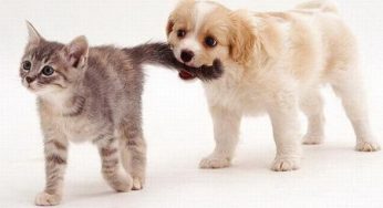 Animali: ecco quali sono i tic nervosi più diffusi