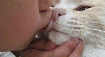 Animali: baciare cani e gatti fa male alla salute?