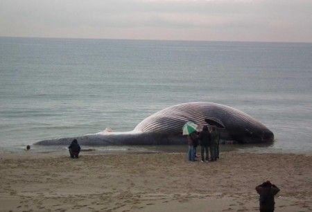 balena-spiaggiata balena spiaggiata