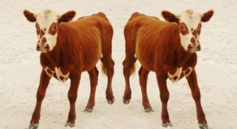 Etichette alimentari: Coldiretti le chiede sulla carne clonata