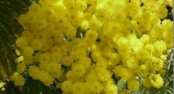 Festa della donna: le mimose made in Italy a sostegno dell'ambiente