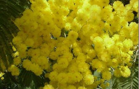 festa della donna mimose made in italy ambiente