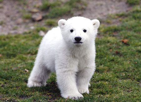 orso-knut-zoo-berlino orso knut zoo berlino