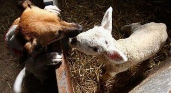 Animali: agnello adottato da un cane bassotto