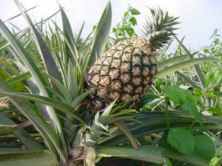 ananas-fare-parti-auto