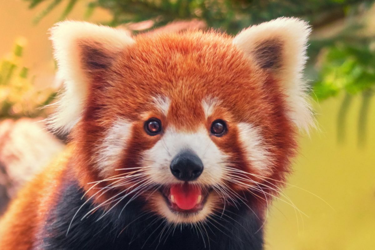Animali In Pericolo Di Estinzione Quali Sono 2021