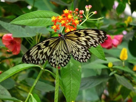 biodiversita animale citta farfalle erbacce
