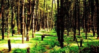 Biomasse, come incentivare l'uso delle energie forestali