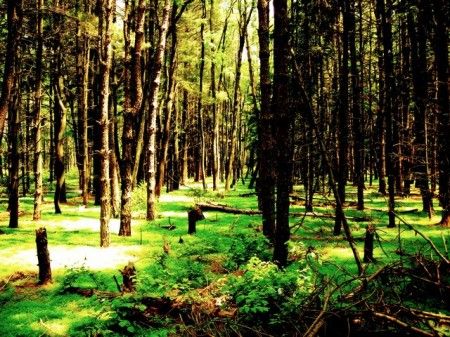 biomasse-energia-foresta-incentivo