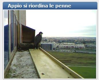 birdcam-falchi birdcam falchi