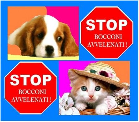 bocconi-avvelenati bocconi avvelenati