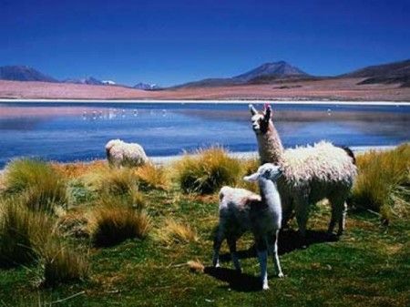 bolivia-natura bolivia natura