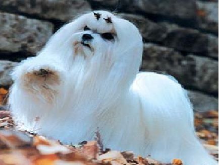 cane-maltese-geremia cane maltese geremia