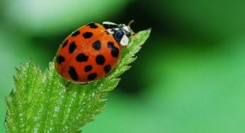 Coccinelle invasive, ecco come agiscono nell'ecosistema