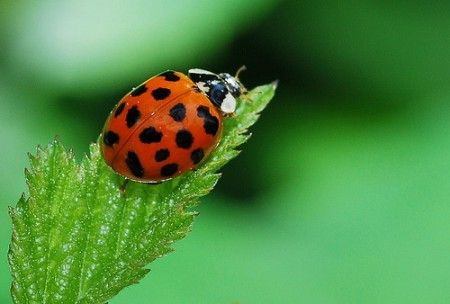 coccinella-invasiva coccinella invasiva