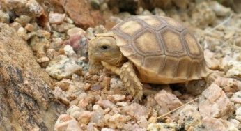 Energia solare: il fotovoltaico disturba le tartarughe