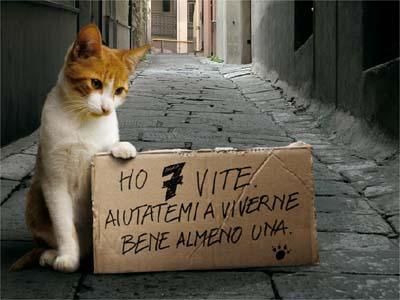 gatto-abbandono gatto abbandono