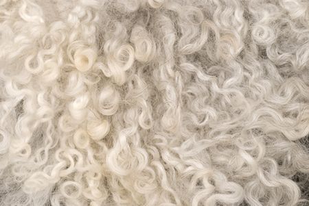 Sheepskin inquinamento petrolio lana