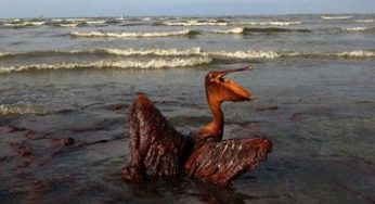 Marea nera: nel Golfo del Messico il 50% del petrolio è ancora in mare