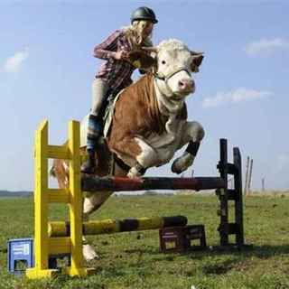 mucca-luna-cavallo mucca luna cavallo