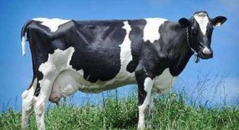 OGM: latte materno in futuro sarà prodotto dalle mucche?