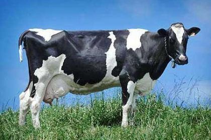 ogm-latte-materno-mucche ogm latte materno mucche