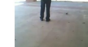 Scoiattolo maltrattato con spray urticante da poliziotto, è polemica